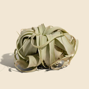 Large Air Plant